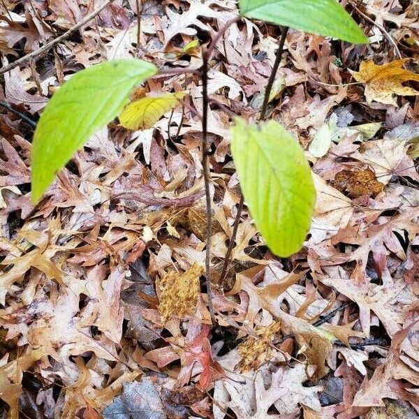 Frangula alnus आदत