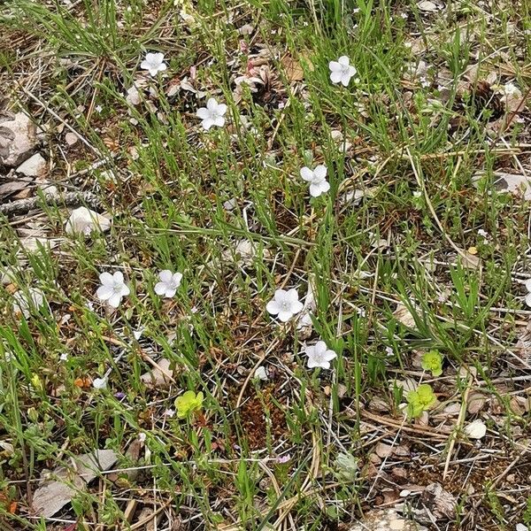 Linum bienne Habitus