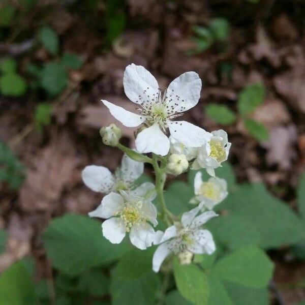 Rubus canescens Flower