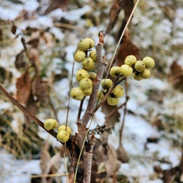 Toxicodendron rydbergii Ovoce