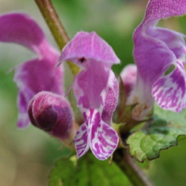 Lamium maculatum Fiore