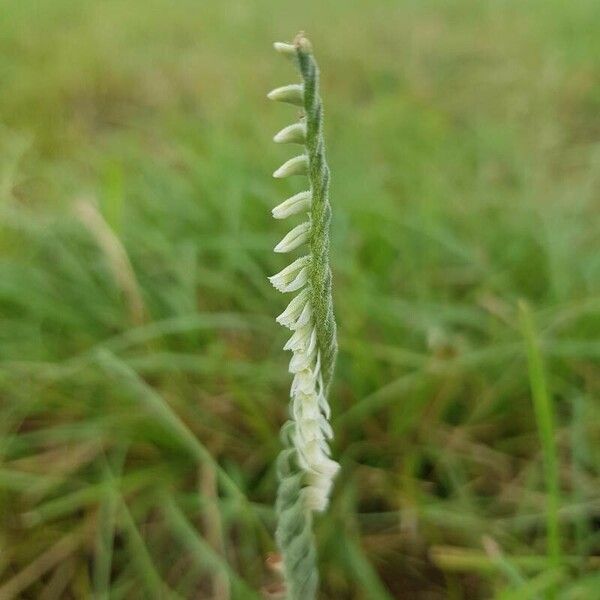 Spiranthes spiralis फूल