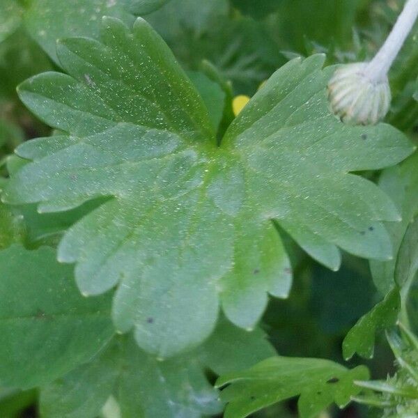 Ranunculus muricatus List