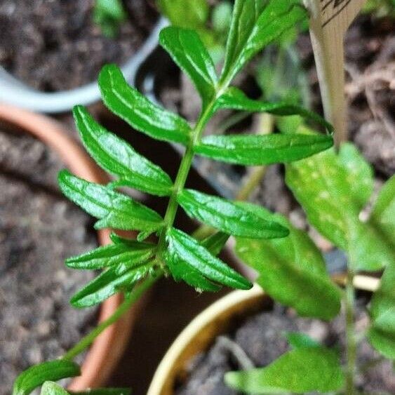 Valeriana officinalis Foglia