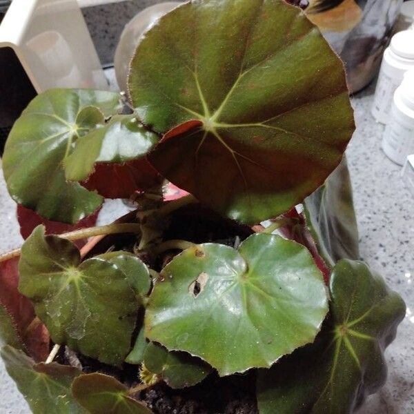 Begonia erythrophylla Fuelha