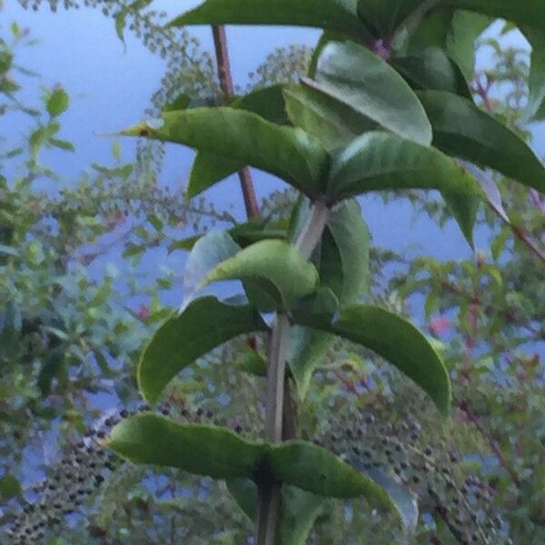 Coriaria ruscifolia Otro