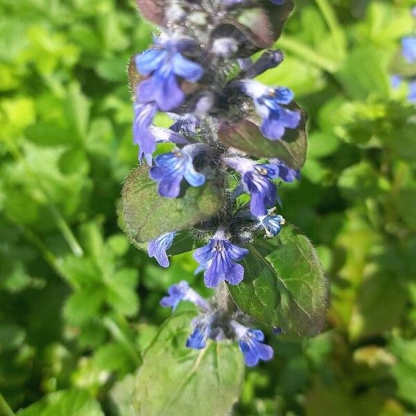 Ajuga genevensis Flors