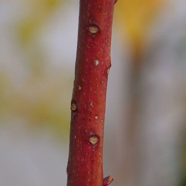 Protea cynaroides Bark