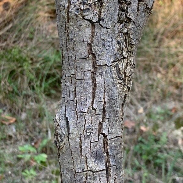 Diospyros kaki Bark