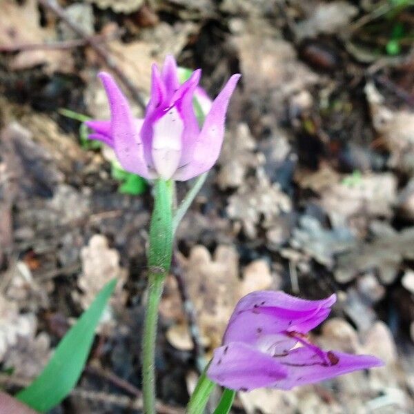 Cephalanthera rubra Blomma