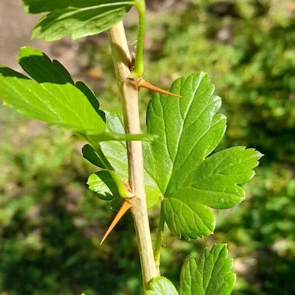 Ribes uva-crispa Altul/Alta