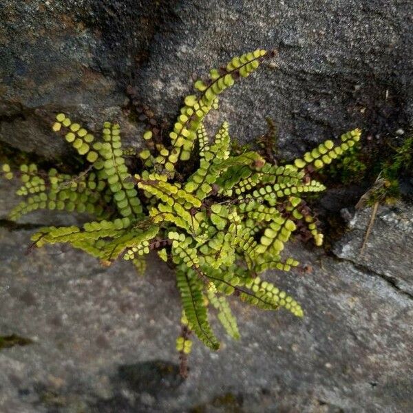 Asplenium trichomanes Vivejo