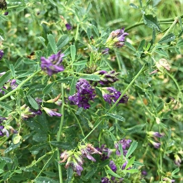 Medicago sativa Агульны выгляд