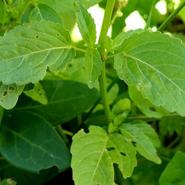 Mercurialis annua Leaf