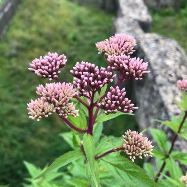 Eupatorium cannabinum Flower