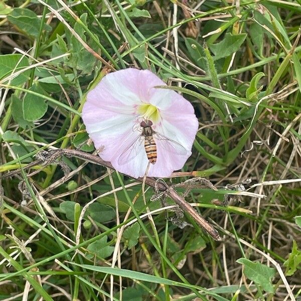 Convolvulus arvensis Žiedas