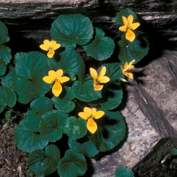 Viola biflora Habit