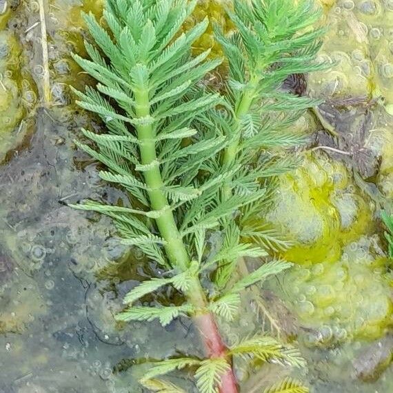 Myriophyllum aquaticum Feuille