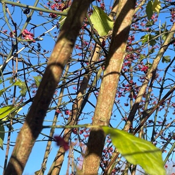 Euonymus europaeus Kéreg