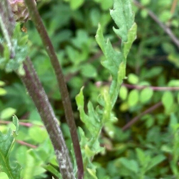 Jacobaea erucifolia 葉