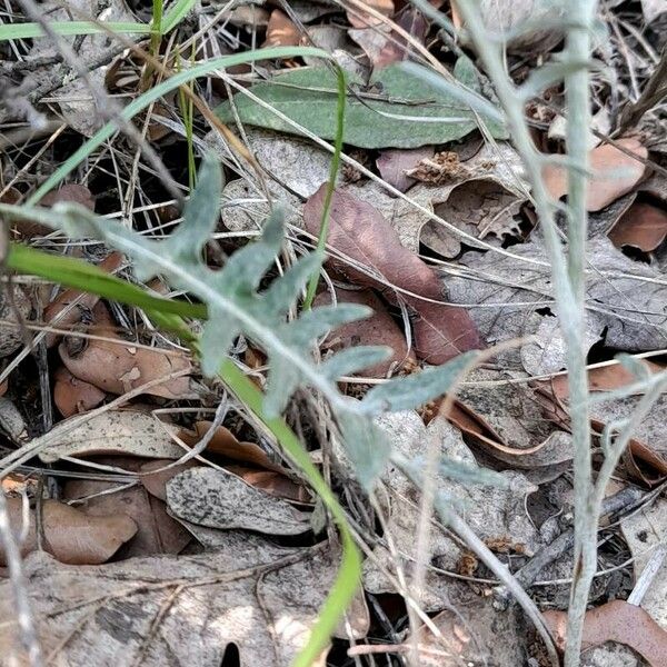 Rhaponticum coniferum Leaf