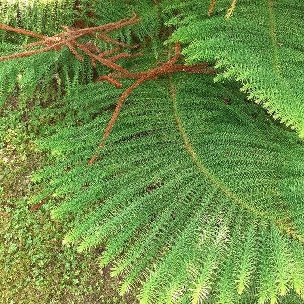 Araucaria nemorosa ᱥᱟᱠᱟᱢ