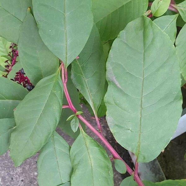 Phytolacca americana 葉