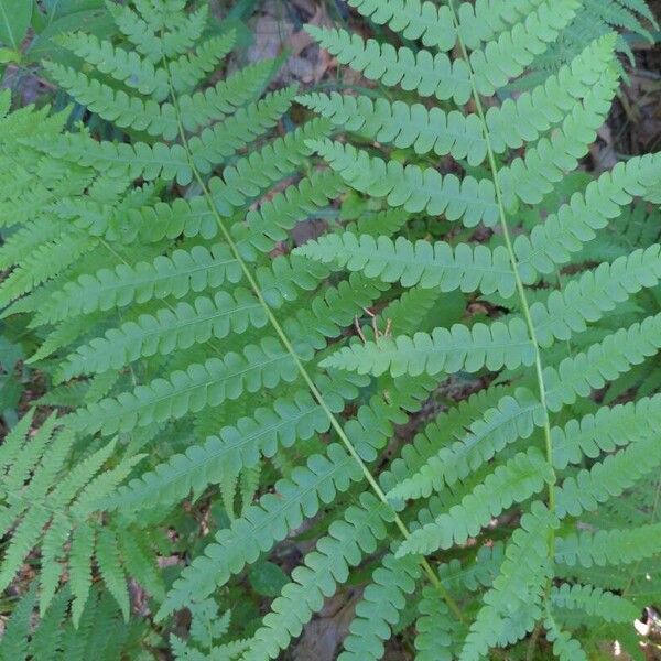 Osmundastrum cinnamomeum Leaf