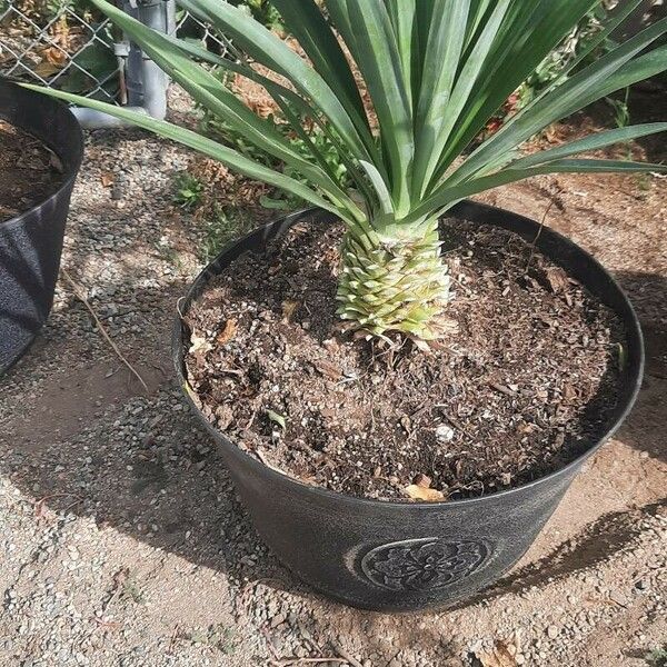 Agave sisalana 叶