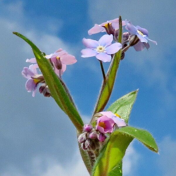 Myosotis arvensis Kvet