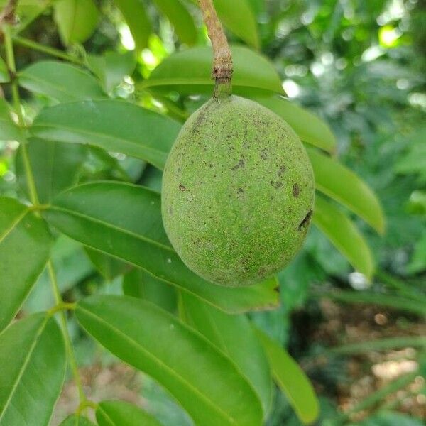 Andira inermis Плід