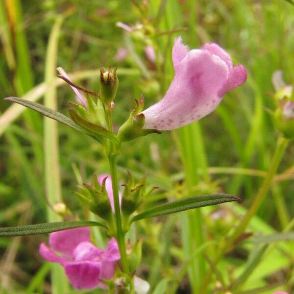 Agalinis tenuifolia Flower