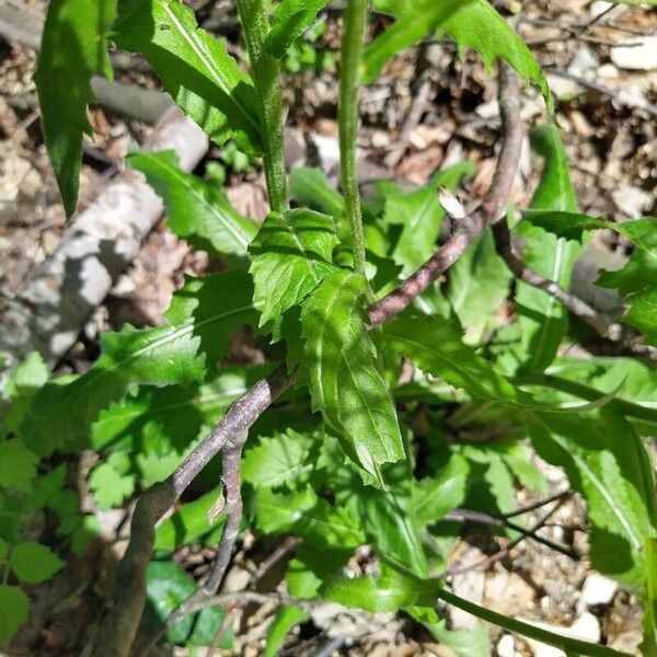 Tephroseris longifolia Folha