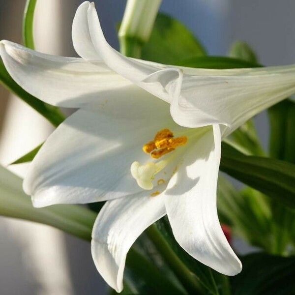 Lilium longiflorum Leaf