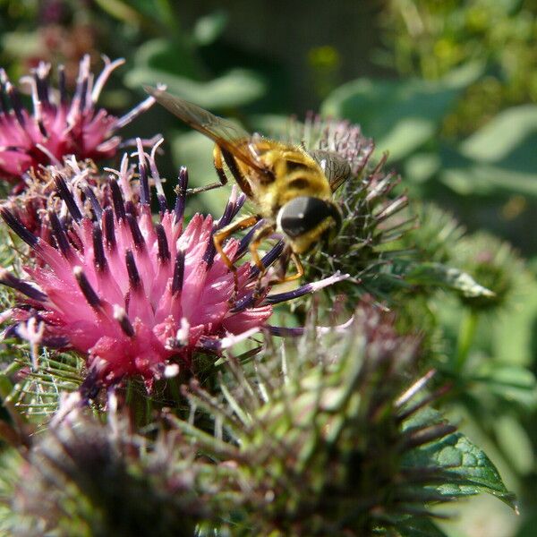 Arctium tomentosum Blüte