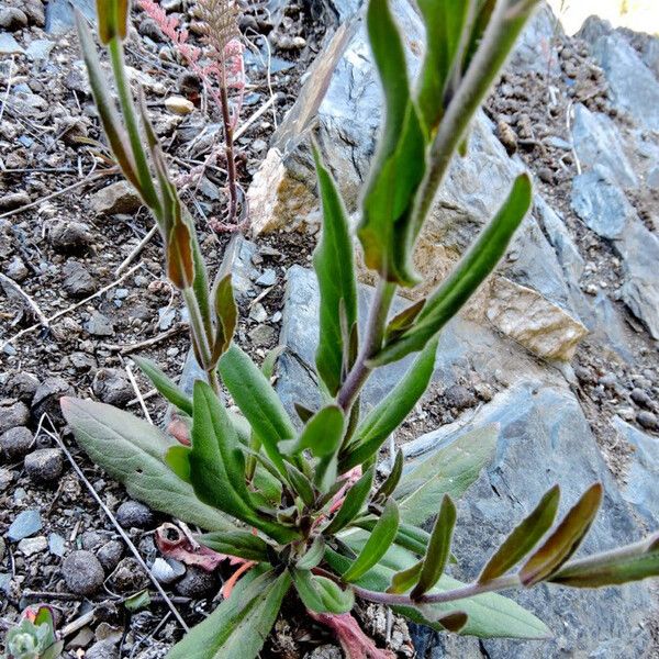 Camelina microcarpa 葉