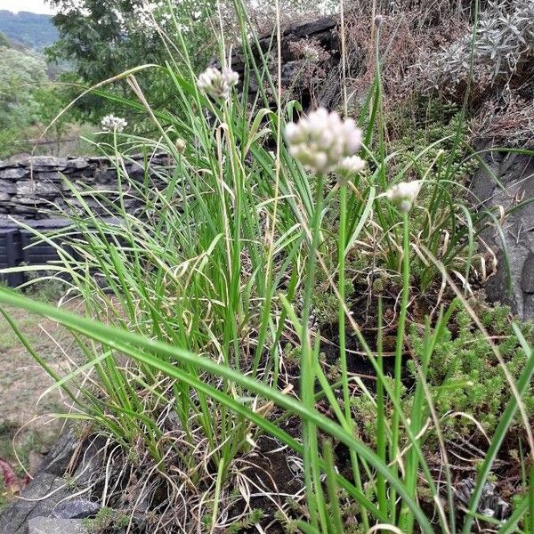 Allium senescens Habit