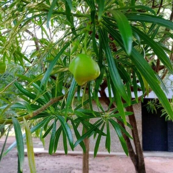 Cascabela thevetia Fruit