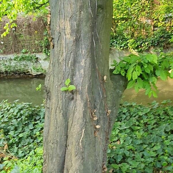 Carpinus betulus Corteccia