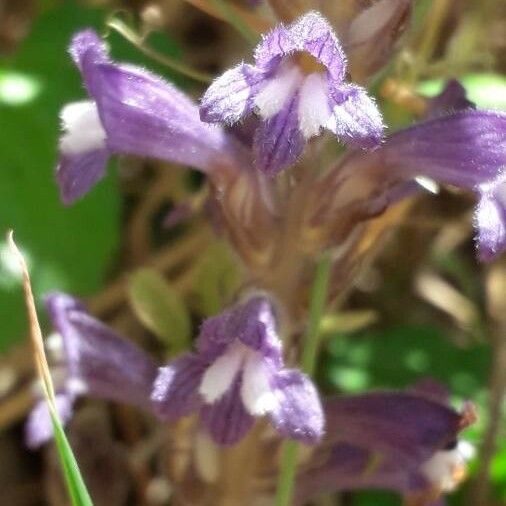 Orobanche cernua Flors