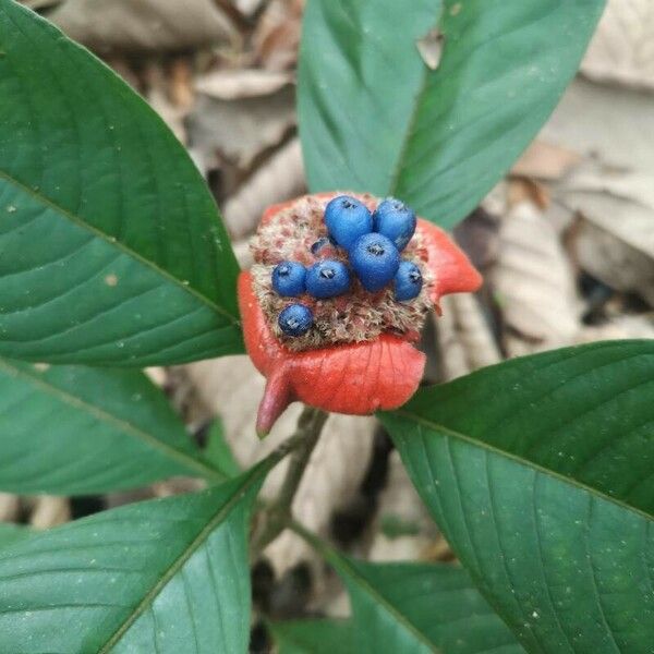 Psychotria poeppigiana Blomma