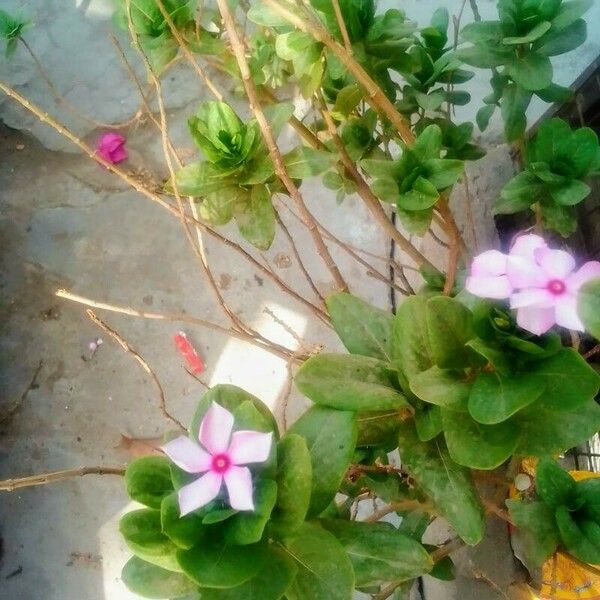 Catharanthus roseus Kwiat