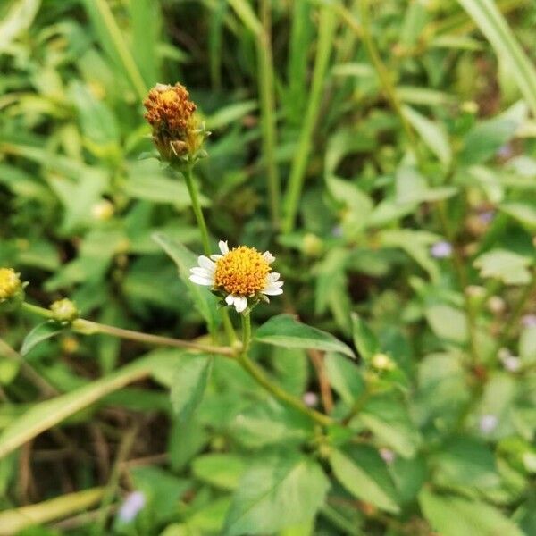 Bidens pilosa Lorea