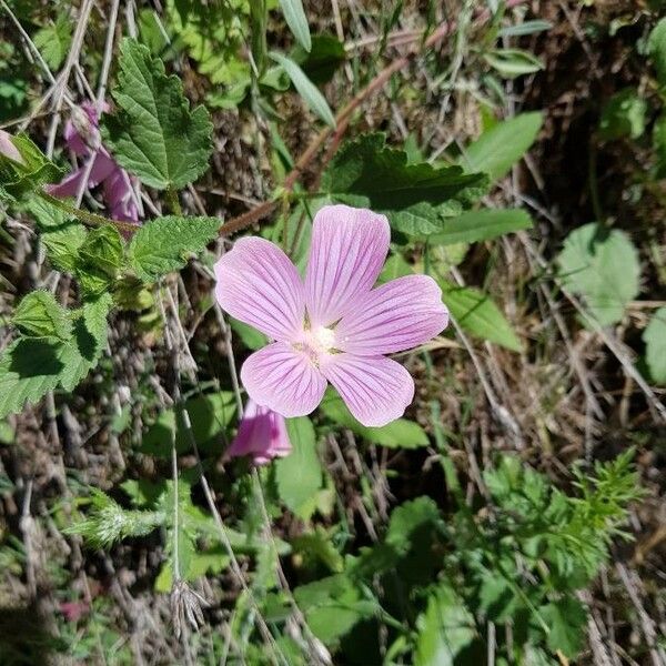 Malope malacoides Flower