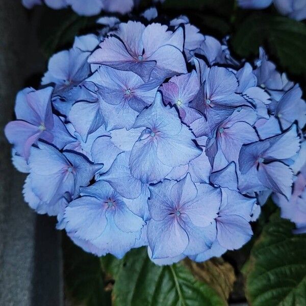 Hydrangea spp. Flower