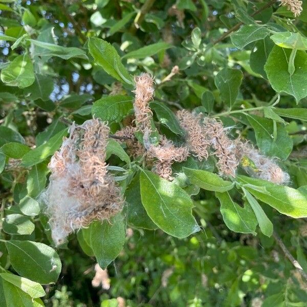 Salix hastata Ліст