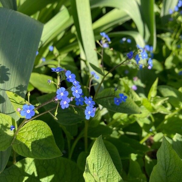 Brunnera macrophylla Floare