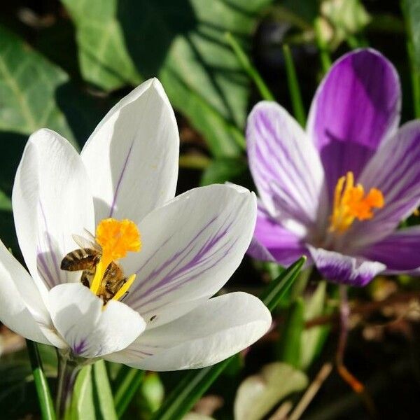 Crocus versicolor Blomst