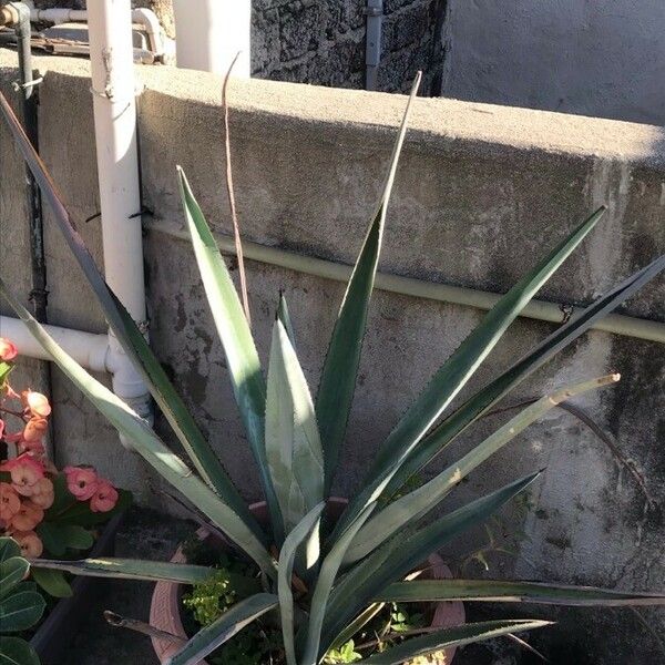 Agave tequilana Hostoa