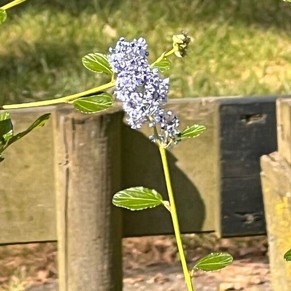 Ceanothus thyrsiflorus Кветка